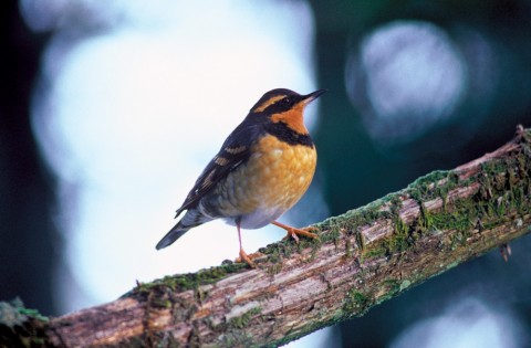 Alaska species birds FWS Menke Varied Thrush