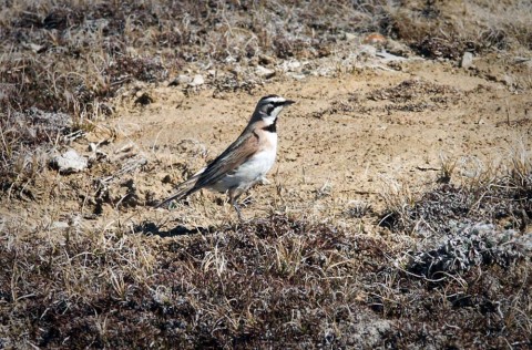 Alaska species birds FWS Tim Bowman hornedlark