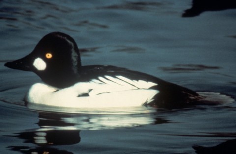 Alaska species birds common golden eye