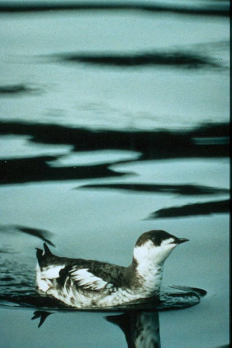 Alaska species birds FWS Gus Van Vliet marbledmurrelet