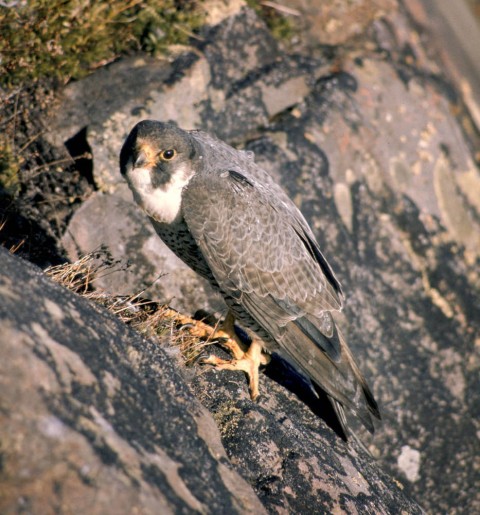Alaska species birds Peregrine Falcon