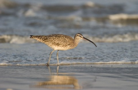 Alaska species birds Whimbrel Michael Halminski