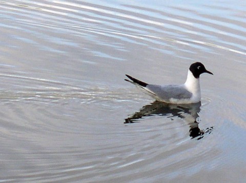 Alaska species birds bonapartes gull