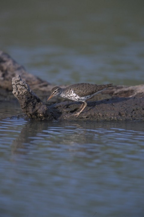 Alaska species birds FWS Gary Kramer spottedsandpiper