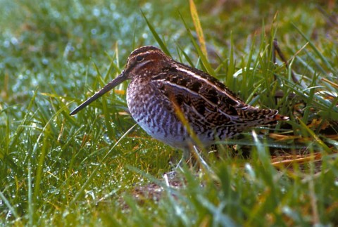 Alaska species birds FWS Tim Bowman commonsnipe