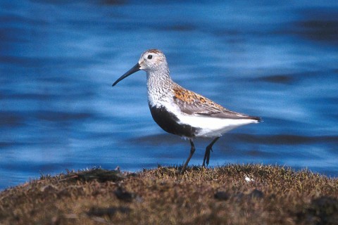 Alaska species birds FWS Tim Bowman dunlin