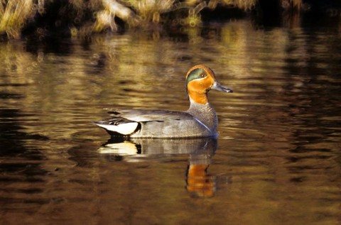 Alaska species birds green winged teal