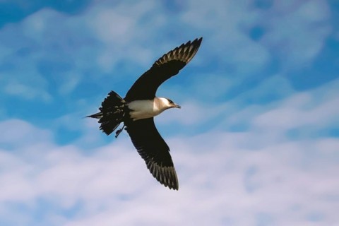 Alaska species birds FWS Tim Bowman parasiticjaeger