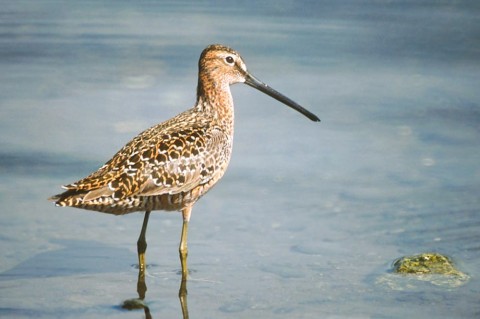 Alaska species birds long billed dowitcher
