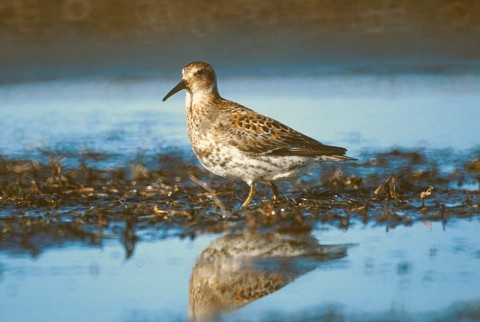 Alaska species birds FWS Tim Bowman rocksandpiper