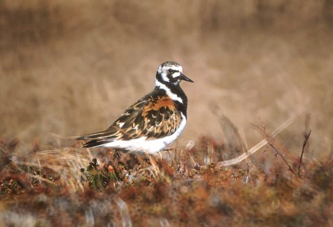 Alaska species birds FWS Tim Bowman ruddyturnstone