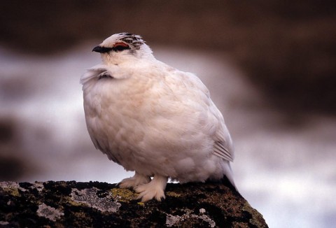 Alaska species birds rock ptarmigan