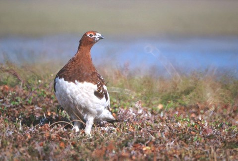 Alaska species birds FWS Tim Bowman willowptarmigan