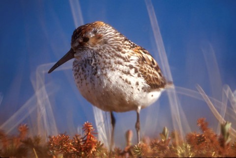 Alaska species birds western sandpiper