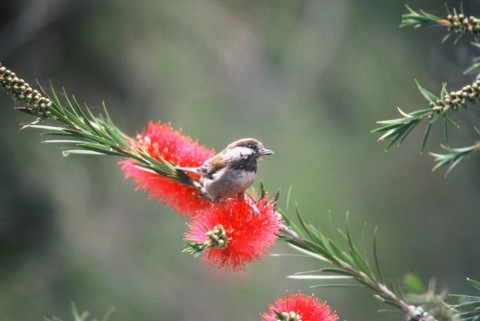 Alaska species birds chestnut backed chickadee