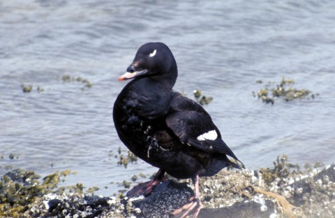 Alaska species birds white winged scoter