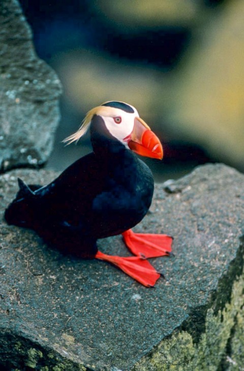 Alaska species birds FWS Mike Boylan tuftedpuffin 150dpi