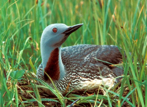 Alaska species birds red throated loon
