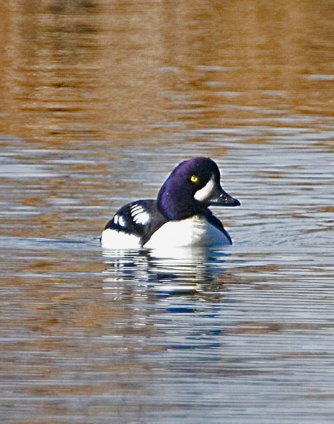 Alaska species birds FWS Donna Dewhurst barrowsgoldeneye