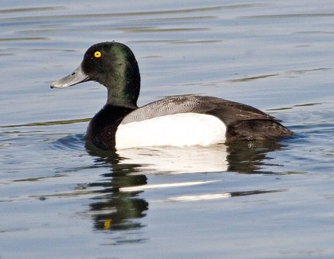 Alaska species birds FWS Donna Dewhurst Greater Scaup