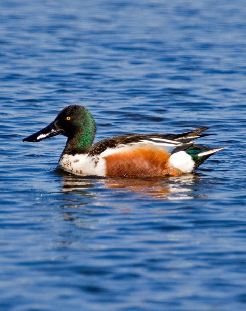 Alaska species birds Northern shoveler
