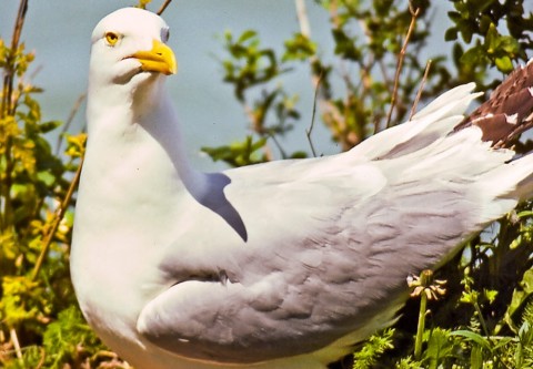 Alaska species birds herring gull