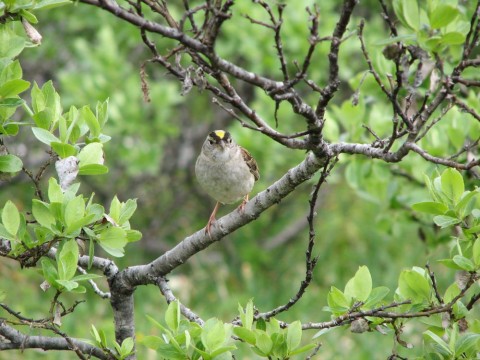 Alaska species birds Golden Crowned Sparrow