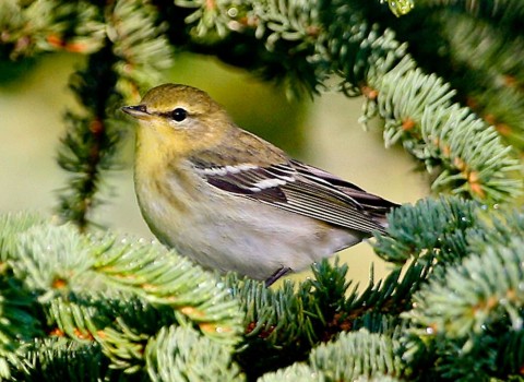 Alaska species birds FWS Donna Dewhurst blackpollwarbler