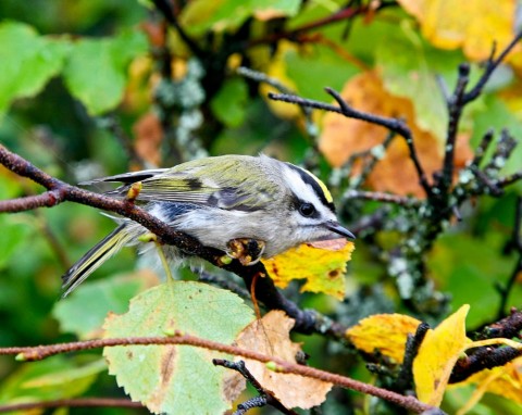 Alaska species birds FWS Donna Dewhurst golden crownedkinglet