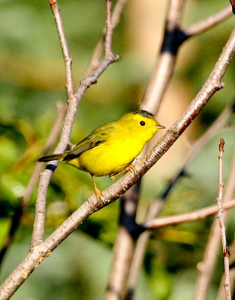 Alaska species birds FWS Donna Dewhurst Wilsons Warbler