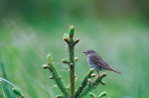 Alaska species birds FWS Dave Menke hermitthrush Kodiak
