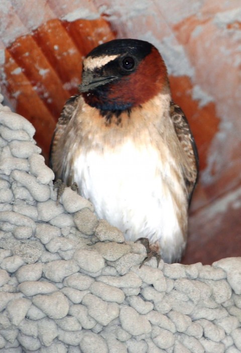 Alaska species birds FWS Donna Dewhurst cliffswallow