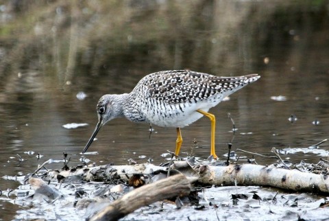 Alaska species birds FWS Donna Dewhurst greateryellowlegs