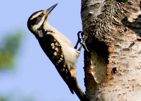 Alaska species birds FWS Donna Dewhurst Hairy Woodpecker