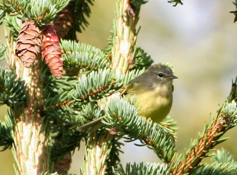 Alaska species birds FWS Donna Dewhurst orangecrownedwarbler