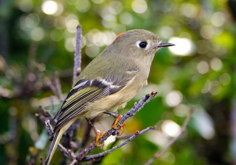Alaska species birds ruby crowned kinglet 2