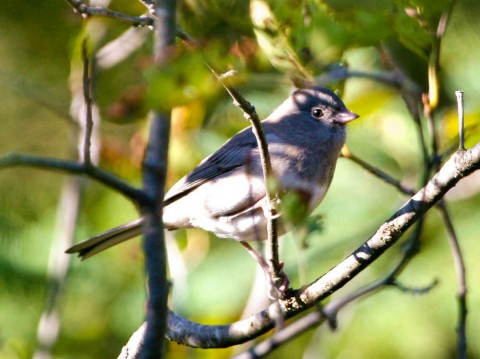 Alaska species birds dark eyed junco