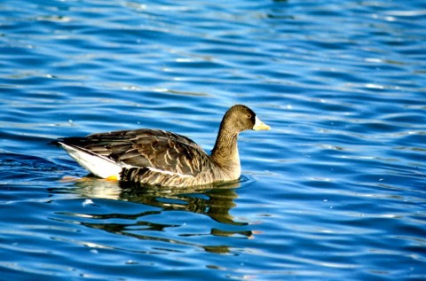 Alaska species birds greater white fronted goose