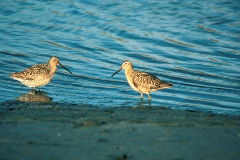 Alaska species birds short billed dowitcher