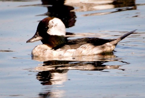 Alaska species birds bufflehead