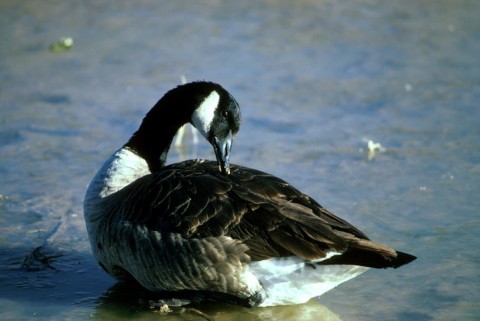 Alaska species birds canada goose
