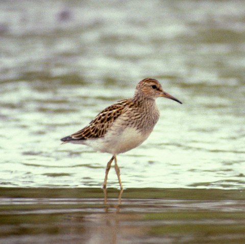 Alaska species birds Pectoral Sandpiper close C Ely med