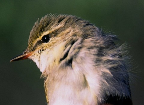 Alaska species birds Arctic warbler Denali Hwy2 ABO med