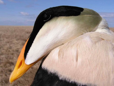Alaska species birds Common eider close up J Wasley med