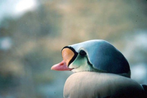 Alaska species birds King eider D Dewhurst med
