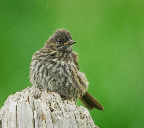 Alaska species birds song sparrow AK 1472