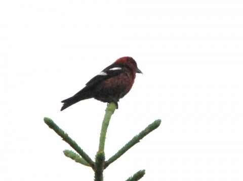Alaska species birds crossbill white wing 1600