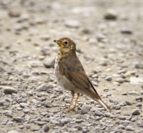Alaska species birds swainsons thrush juv 2134