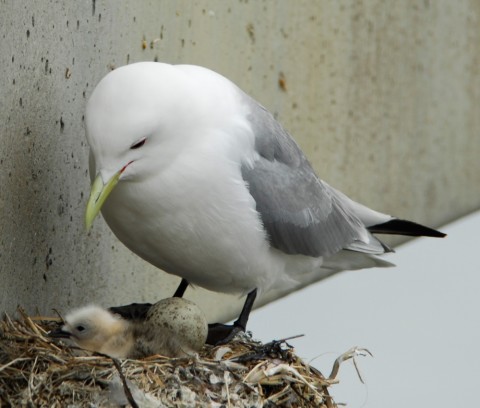 Alaska species birds Mew Gull chick egg 2214