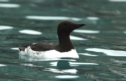 Alaska species birds common murre 3 2339